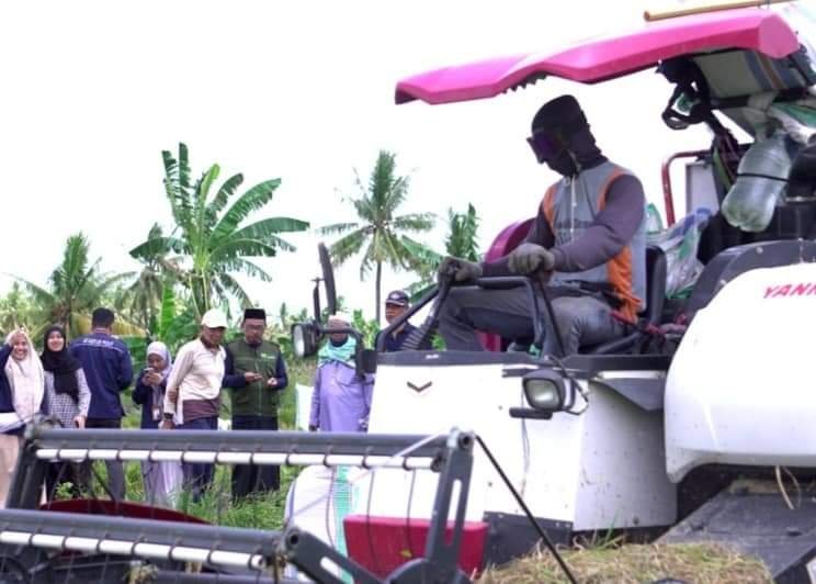 Hasil Panen Sawah As'adiyah yang Dikelola Divisi Waqaf dan Yayasan Mencapai 25 Ton, As'adiyah Menggelar Panen Raya